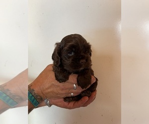 Cocker Spaniel Puppy for sale in HODGENVILLE, KY, USA