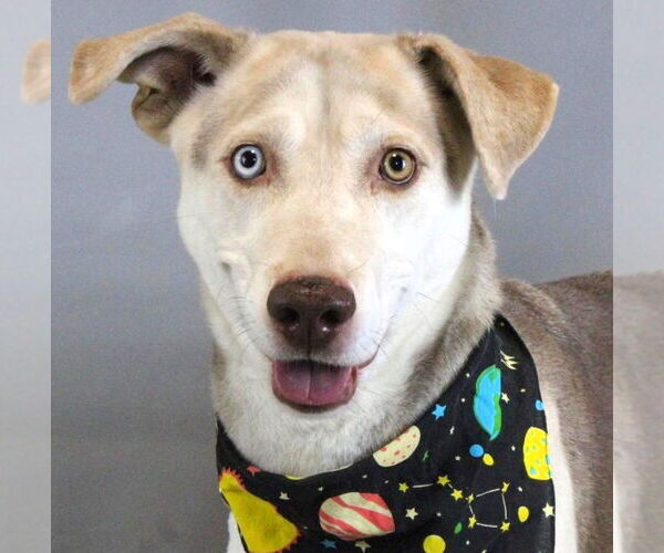 Medium Photo #3 Mutt Puppy For Sale in Shelburne, VT, USA