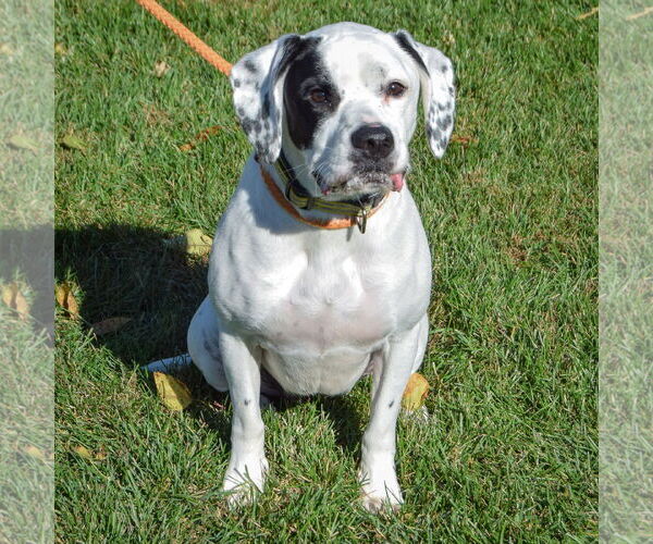 Medium Photo #3 Boxer-Pointer Mix Puppy For Sale in Huntley, IL, USA
