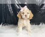 Small Photo #24 Cocker Spaniel Puppy For Sale in WARSAW, IN, USA