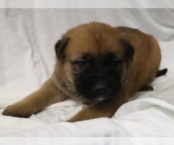 Medium Photo #1 German Shepherd Dog-Unknown Mix Puppy For Sale in Thief River Falls, MN, USA