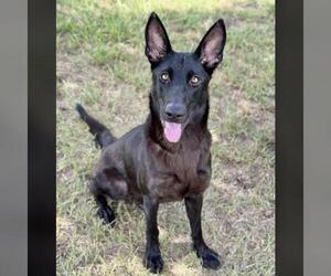German Shepherd Dog Dogs for adoption in Conroe, TX, USA