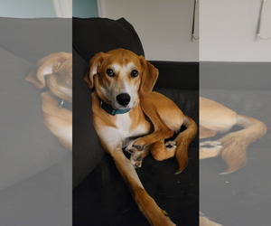 Retriever -Unknown Mix Dogs for adoption in Holly Springs, NC, USA