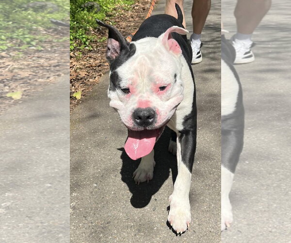 Medium Photo #1 Bulldog-Unknown Mix Puppy For Sale in Rustburg, VA, USA