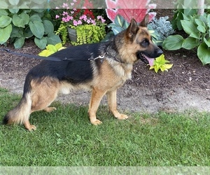 German Shepherd Dog Puppy for sale in WESTBY, WI, USA