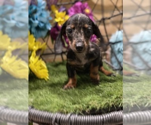 Dachshund Puppy for sale in DAYTONA BEACH, FL, USA