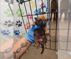 German Shepherd Dog Dogs for adoption in Houston, TX, USA