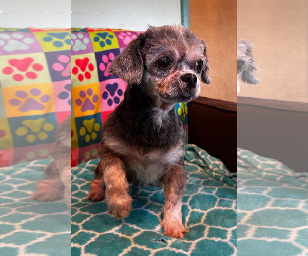 Medium Photo #2 Shih Tzu Puppy For Sale in Pacolet, SC, USA