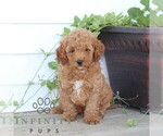 Small #4 Poodle (Miniature)