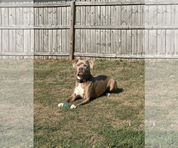 Medium Photo #2 Mutt Puppy For Sale in Holly Springs, NC, USA