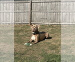 Small #1 Mutt