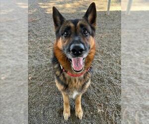 German Shepherd Dog Dogs for adoption in Woodland, CA, USA