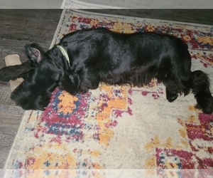 American Staffordshire Terrier-GIANT SCHNAUZER  Mix Puppy for Sale in GREENVILLE, Ohio USA