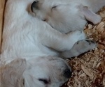Small Photo #15 Golden Retriever Puppy For Sale in CITRUS HEIGHTS, CA, USA