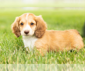 Dachshund Puppy for sale in BREMEN, IN, USA