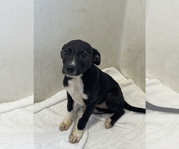 Medium Photo #1 Labrador Retriever-Unknown Mix Puppy For Sale in Bolivar, MO, USA