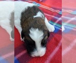 Small Photo #1 Pyredoodle Puppy For Sale in NASHVILLE, TN, USA