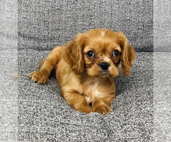 Medium Photo #3 Cavalier King Charles Spaniel Puppy For Sale in CINCINNATI, OH, USA