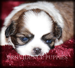 Shih Tzu Puppy for sale in WAYLAND, IA, USA