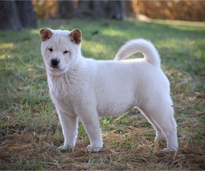 Shiba Inu Puppy for sale in PLATTEVILLE, WI, USA