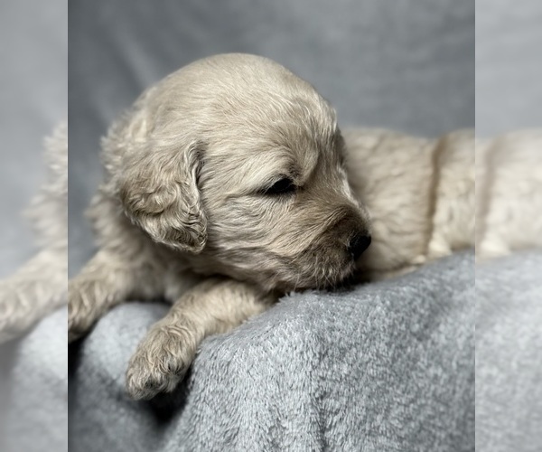 Medium Photo #12 Goldendoodle Puppy For Sale in HOWARD CITY, MI, USA