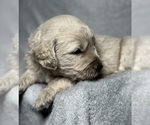 Small Photo #12 Goldendoodle Puppy For Sale in HOWARD CITY, MI, USA