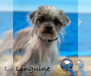 Shih Tzu-Unknown Mix Dogs for adoption in Arcadia, FL, USA