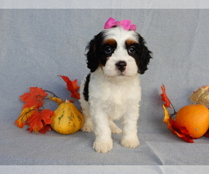 Cockapoo Puppy for sale in MILLERSBURG, OH, USA