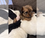 Small #1 Yorkshire Terrier