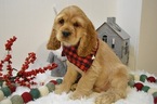 Small Photo #4 Cocker Spaniel Puppy For Sale in HONEY BROOK, PA, USA