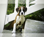 Small #6 Boxer