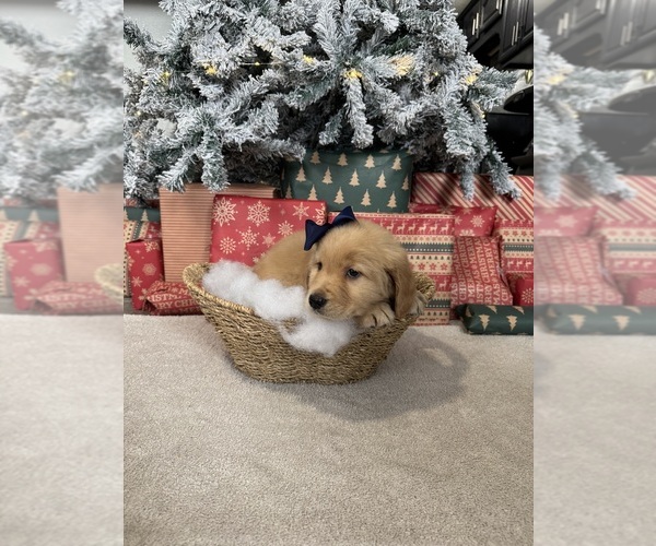 Medium Photo #14 Golden Retriever Puppy For Sale in DAVENPORT, FL, USA
