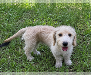 Dachshund-Unknown Mix Dogs for adoption in Phoenix, AZ, USA