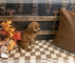Small #1 Cavapoo (Miniature)