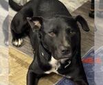 Small #9 Labrador Retriever Mix