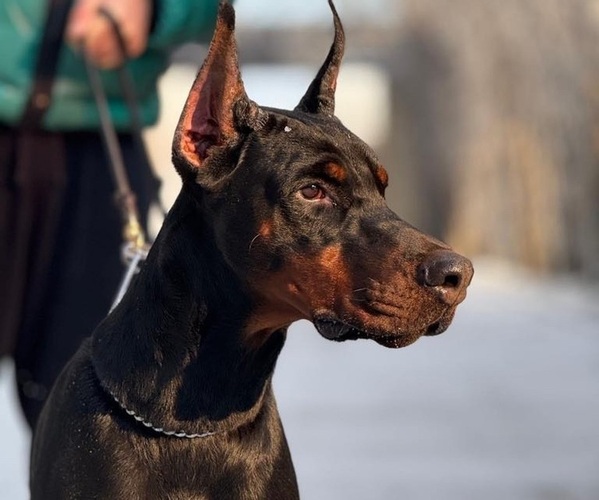 Medium Photo #1 Doberman Pinscher Puppy For Sale in LAKELAND, FL, USA