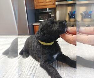 Goldendoodle Puppy for sale in BROKEN BOW, OK, USA