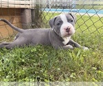 Puppy King American Bully