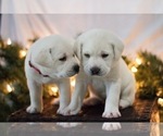 Small Photo #18 Labrador Retriever Puppy For Sale in LOGAN, UT, USA