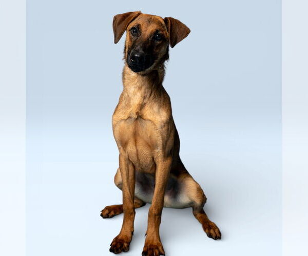 Medium Photo #2 Doberman Pinscher-Unknown Mix Puppy For Sale in Rowlett, TX, USA