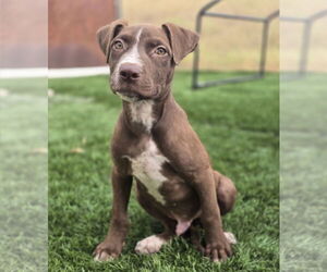 American Staffordshire Terrier-Labrador Retriever Mix Dogs for adoption in Lakewood, CO, USA
