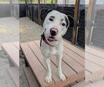 Small #1 American Pit Bull Terrier