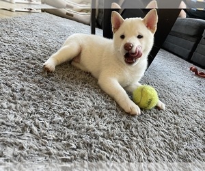 Shiba Inu Puppy for sale in SAN DIMAS, CA, USA