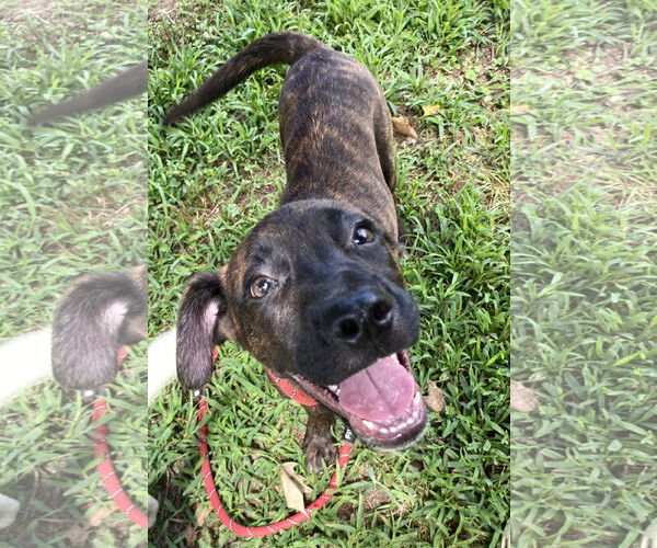 Medium Photo #1 American Pit Bull Terrier-Unknown Mix Puppy For Sale in Sparta, TN, USA