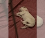 Small Photo #2 Siberian Husky-Siberian Husky Mix Puppy For Sale in VALRICO, FL, USA