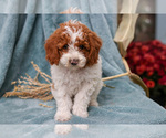 Small #2 Poodle (Miniature)