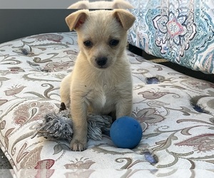 Chihuahua Dogs for adoption in ELLENTON, FL, USA