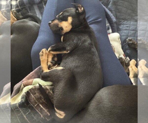 Medium Photo #4 Mutt Puppy For Sale in Brooklyn Center, MN, USA