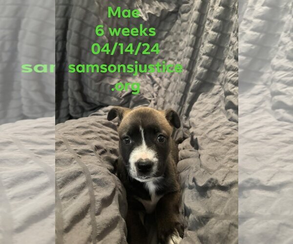 Medium Photo #13 Labrador Retriever-Unknown Mix Puppy For Sale in Orange Grove, TX, USA