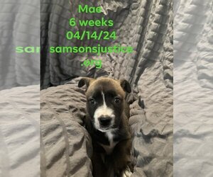 Mae - Female Labrador Retriever-Unknown Mix Dog for Adoption - Photo #13